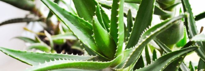 Алоэ Вера (Aloe Vera) 