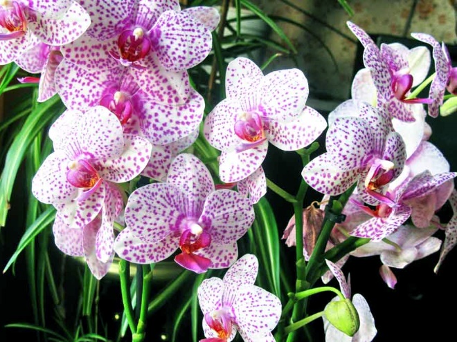 Орхидея Фаленопсис (Phalaenopsis)