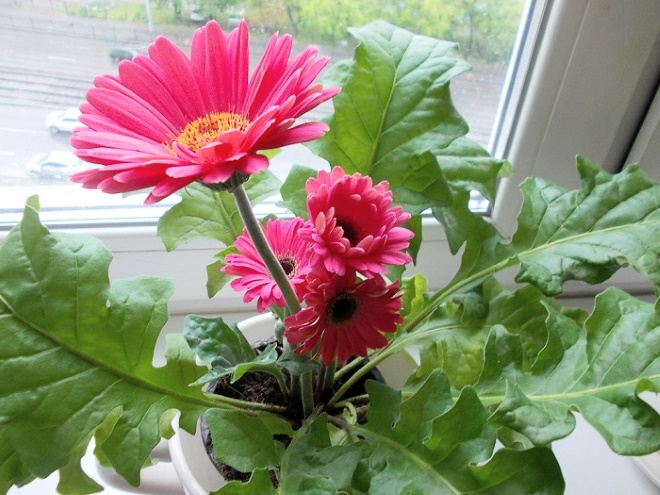 Гербера (Gerbera)