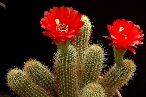 Trichocereus