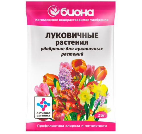 Амариллис: уход в домашних условиях, фото