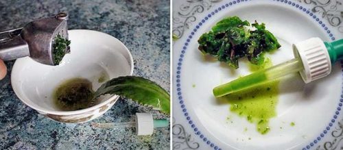 Каланхоэ - применение и лечение, польза и вред