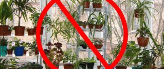 Комнатные растения которые нельзя держать дома