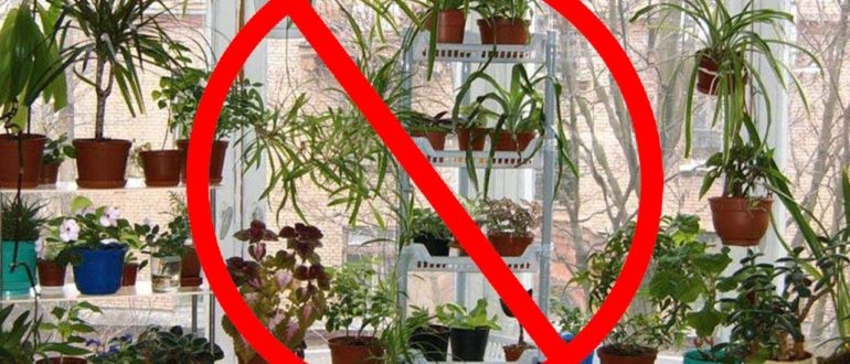 Комнатные растения которые нельзя держать дома