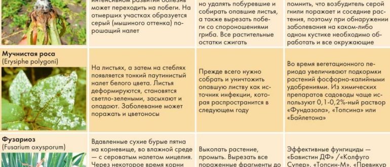 Болезни бромелиевых растений и эффективные методы их лечения