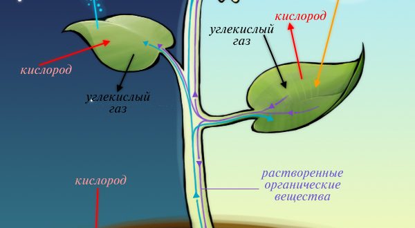Влияние освещения и температуры на здоровье растений: ключевые факторы роста