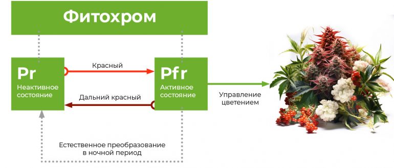 Влияние освещения на окраску и цветение растений: ключевые факторы