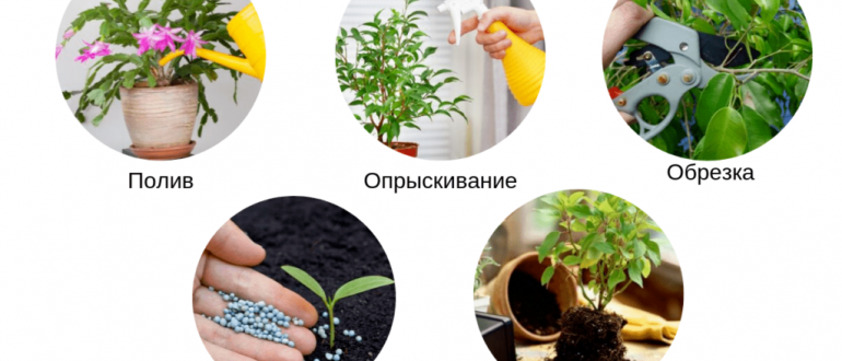Как правильно пересаживать и ухаживать за комнатными цветами: советы