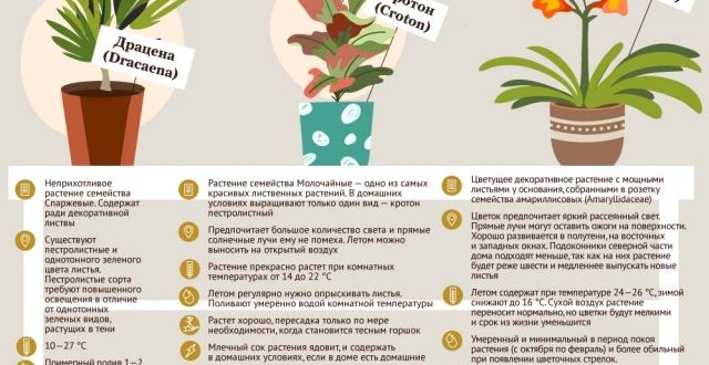 Правильный режим полива и освещения для здоровых домашних растений