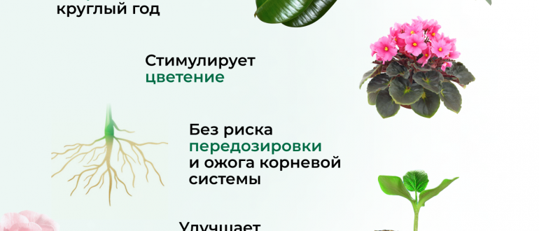 Секрет ярких и долгих цветов: уход, подкормки и условия роста