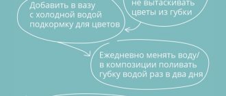 Уход за цветами: правильные советы для зимы и лета