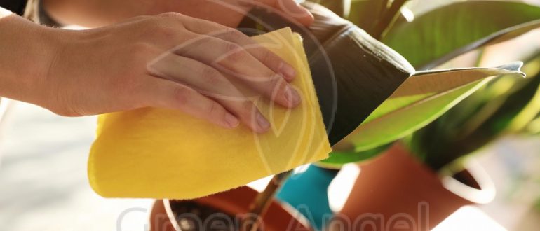 Уход за цветущими растениями в сухом воздухе: советы и ошибки