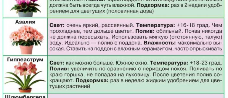 Уход за цветущими растениями зимой: советы для дома и теплиц